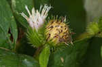 Lesser burdock